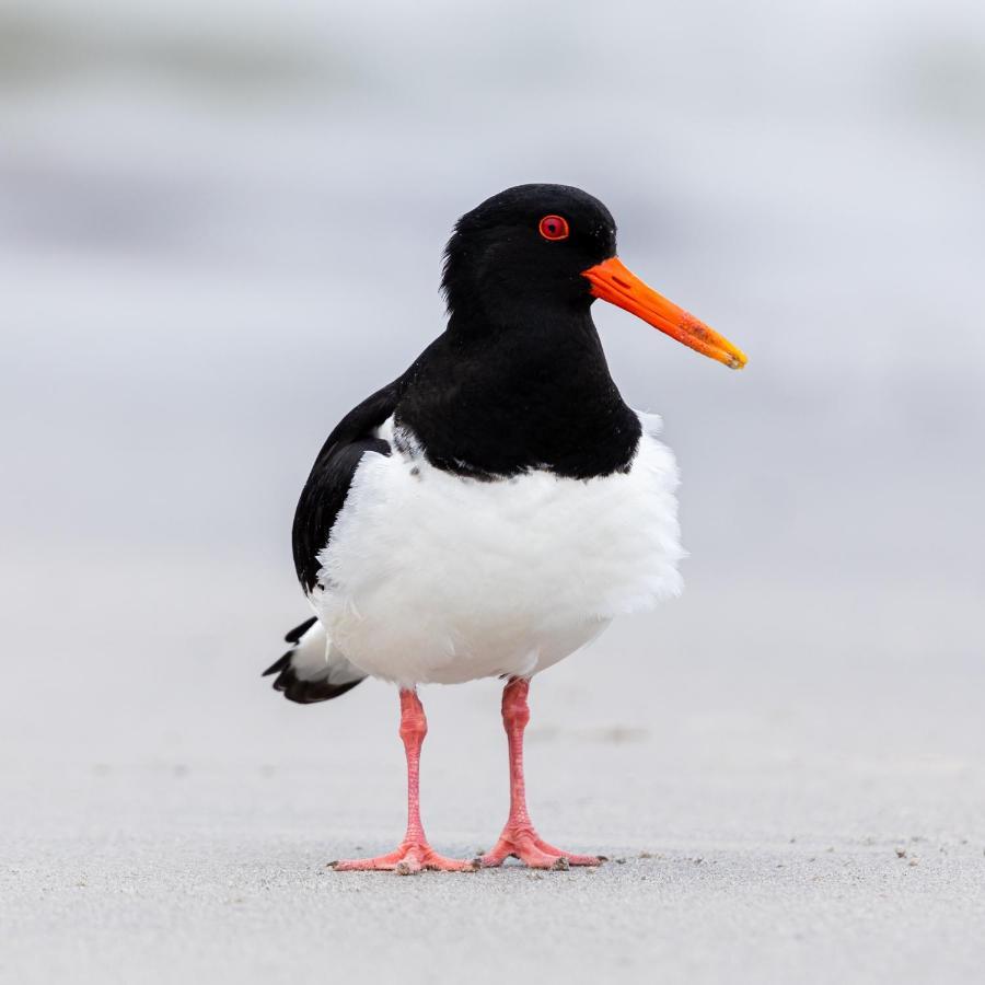 The Oystercatcher At The Bay, Filey المظهر الخارجي الصورة